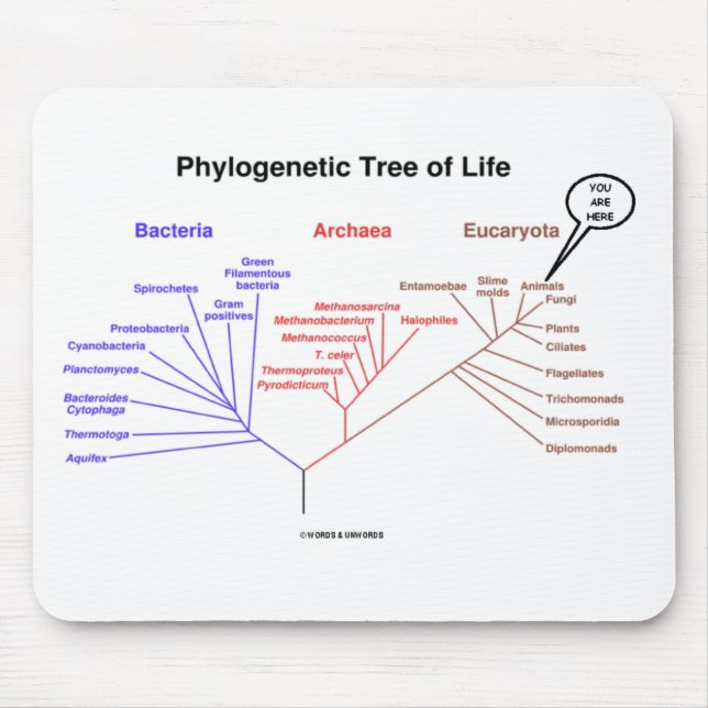 Phylogenetic Tree Of Life - You Are Here (Biology) Mouse Mat (Front)