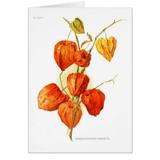 Physalis alkekengi franchetti