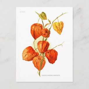 Physalis alkekengi franchetti postcard