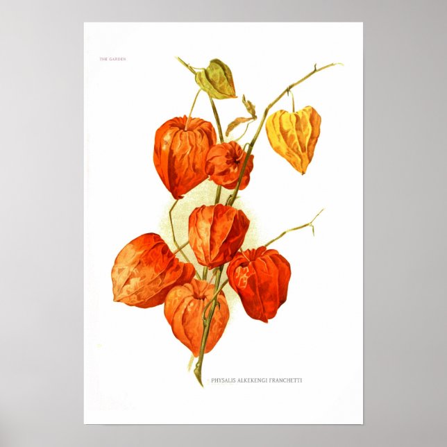 Physalis alkekengi franchetti poster (Front)