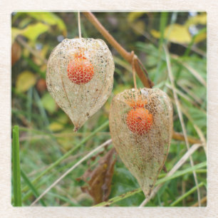 Physalis alkekengi glass coaster