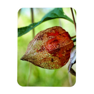 Physalis alkekengi magnet