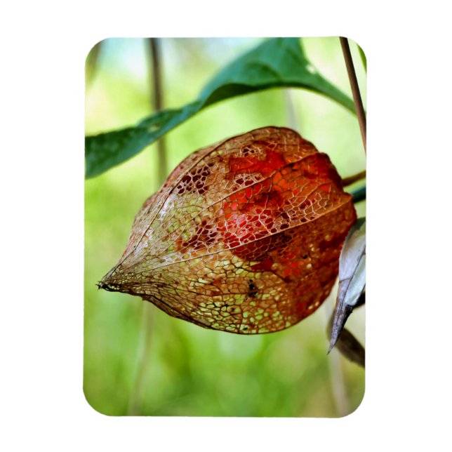 Physalis alkekengi magnet (Vertical)
