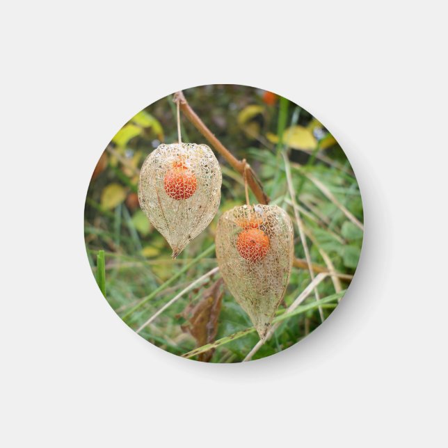 Physalis alkekengi Magnet (Front)
