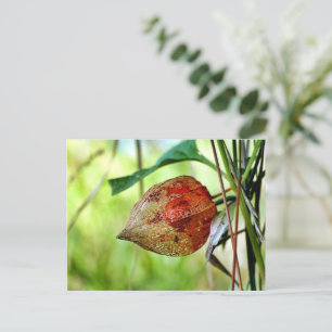 Physalis alkekengi postcard