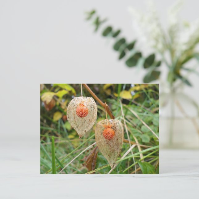 Physalis alkekengi postcard (Standing Front)
