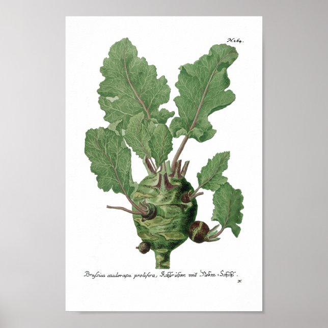 Phytanthoza Iconographia N265 Poster (Front)