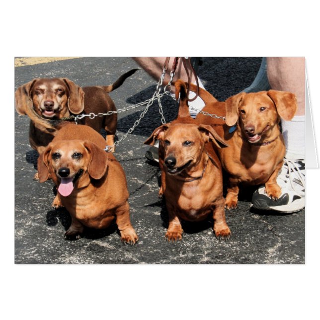 Pia Red Bink Rommel - Dachshund  Photo-09 (Front Horizontal)