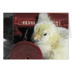 Piano Chick Vintage Look All Occasions