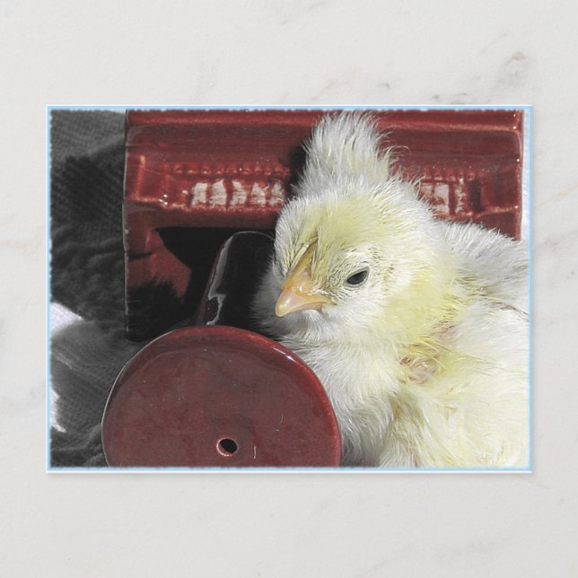 Piano Chick Vintage Look Photo Postcard (Front)