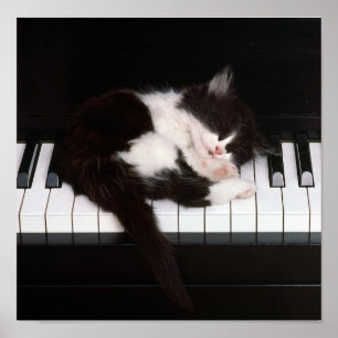 Piano Kitten Poster