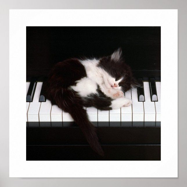 Piano Kitten Poster (Front)