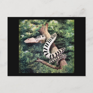 Piano Snake Postcard