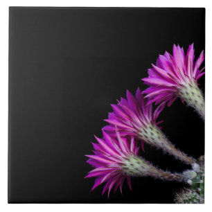 Piazza pink cactus blooms from all around tile
