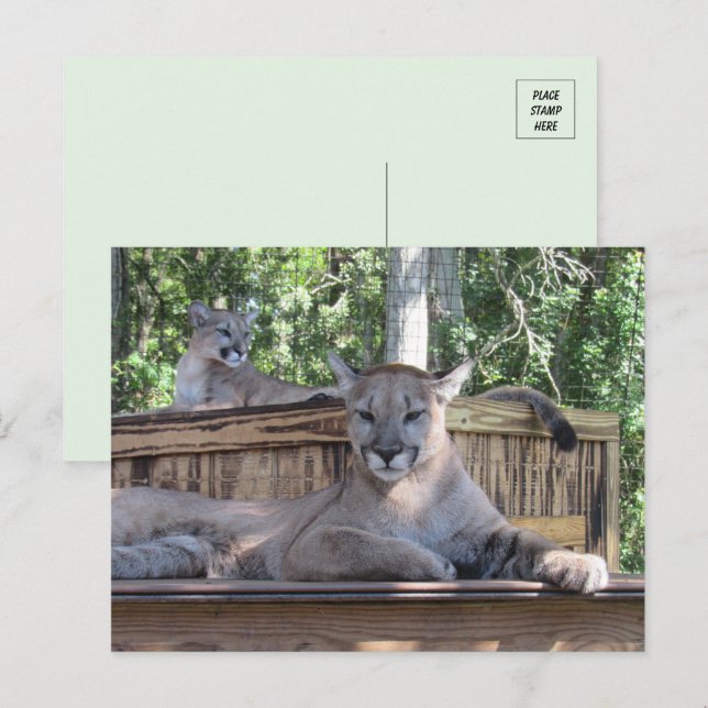 Pic of 11 month old Cougar Cubs Postcard  (Front/Back)