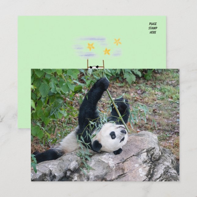 Pic of a Giant Panda Postcard (Front/Back)