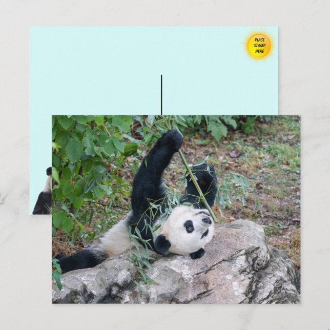 Pic of a Giant Panda Postcard (Front/Back)
