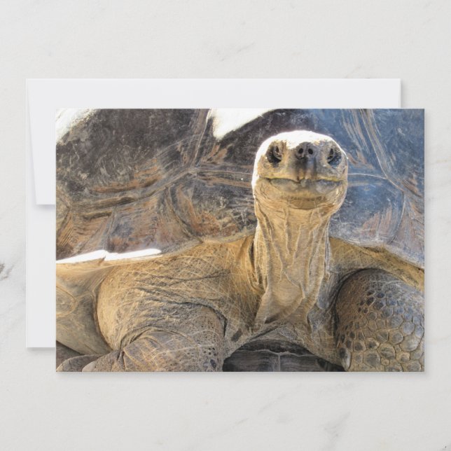 Pic of a Happy Tortiose - Flat Card (Front)