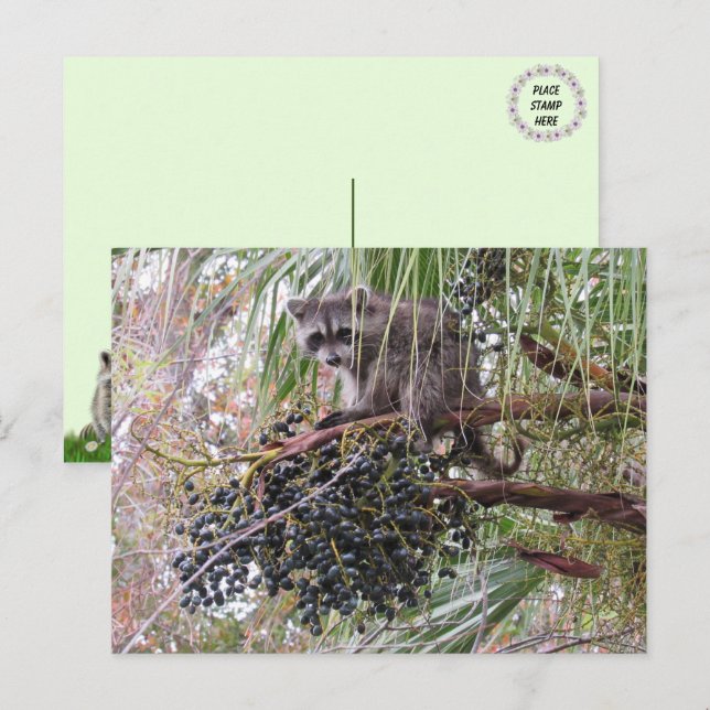 Pic of a Young Racoon Eating Berries Postcard (Front/Back)