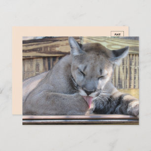Pic of an 11 month old Cougar Cub Pic  Postcard