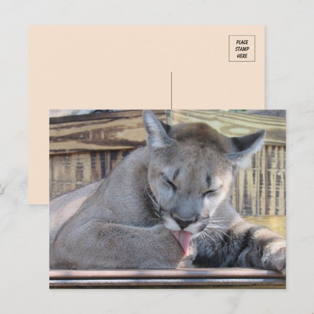 Pic of an 11 month old Cougar Cub Pic  Postcard (Front/Back)