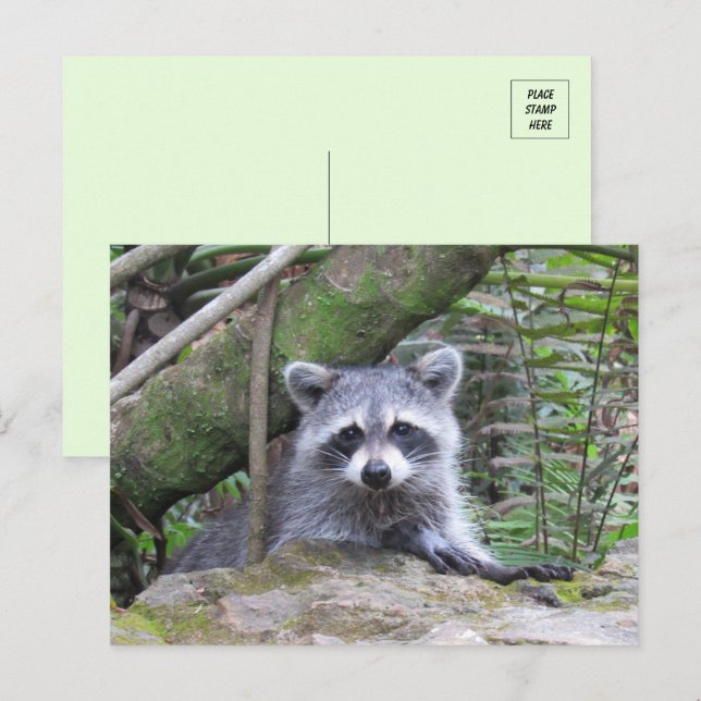 Pic of An Adorable Baby Racoon Postcard (Front/Back)