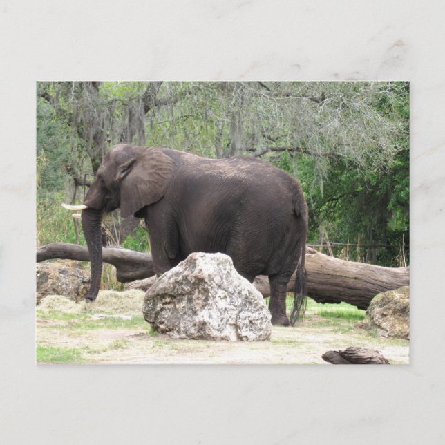 Pic of an African Elephant Postcard (Front)