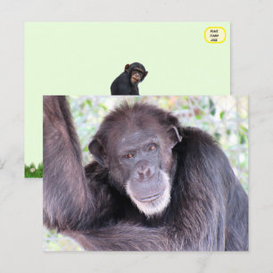 Pic of Chimpanzee Postcard