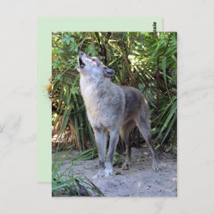 Pic of Howling Wolf Postcard