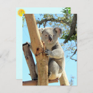 Pic of Koala - Australian Wildlife Photography Postcard