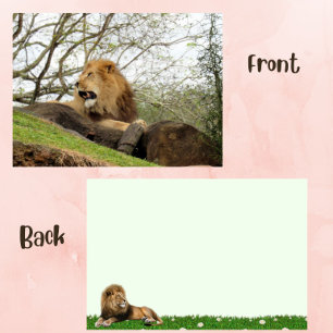 Pic of Lion Resting and Calling Out on a Flat Card