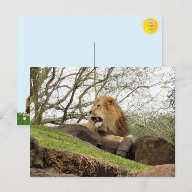 Pic of Lion Roaring Postcard (Front/Back)