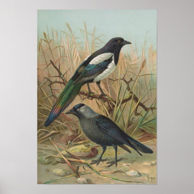 Pica pica, Lycus monedula Poster (Front)