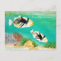 Picasso Trigger Fish