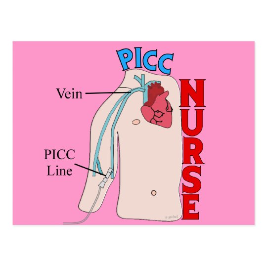 PICC Line Nurse Anatomical Design Gifts Postcard