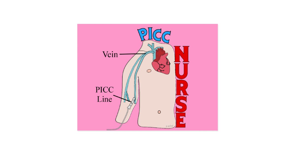 PICC Line Nurse Anatomical Design Gifts Postcard Zazzle co uk