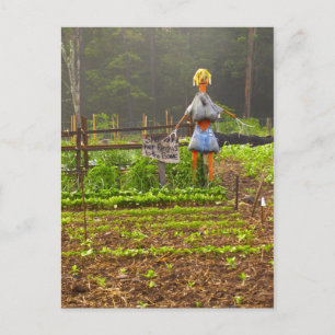 Pick Your Own Melons Postcard