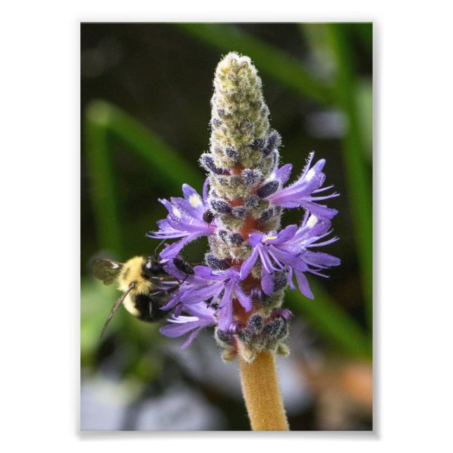 Pickerelweed and Bumblebee Photo Print (Front)