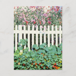 Picket Fence With Sweet Peas And Nasturtium Postcard