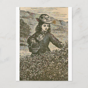 Picking Berries Postcard