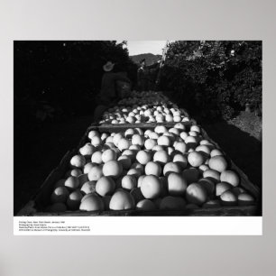 Picking Citrus, January 1956 by Ansel Adams Poster