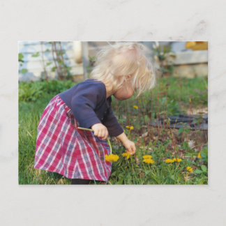 Picking Dandelions Postcard