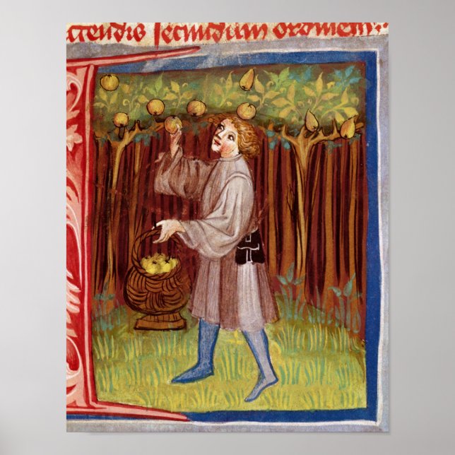 Picking fruit poster (Front)