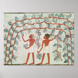 Picking grapes, from the Tomb of Nakht Poster