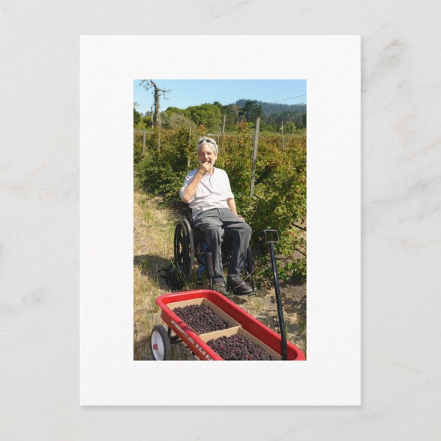 Picking Olallieberries in Northern California Postcard (Front)