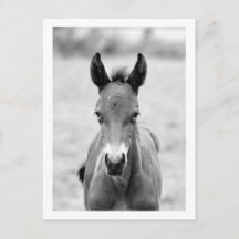 Pickle the Foal
