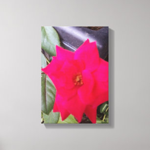 Picture Canvass Art Canvas Print