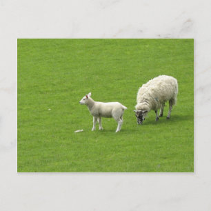 Picture Of A Baby Sheep With Her Mother Postcard
