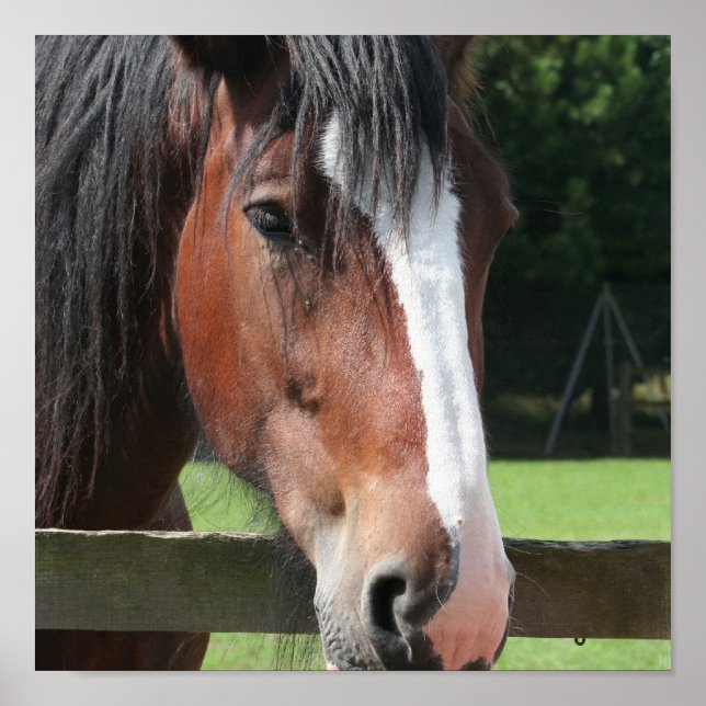 Picture of a Quarter Horse Print (Front)