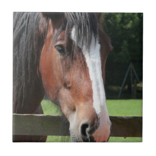 Picture of a Quarter Horse Tile or Trivet